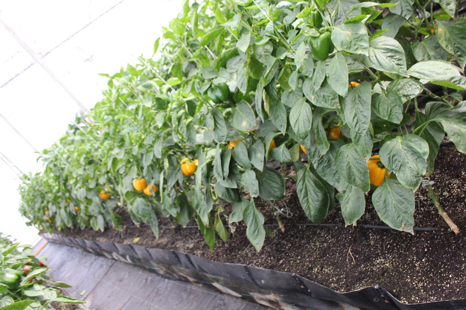 Greenhouse Project 24